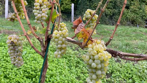 Près de Lisieux, des vendanges tardives mais généreuses pour le...