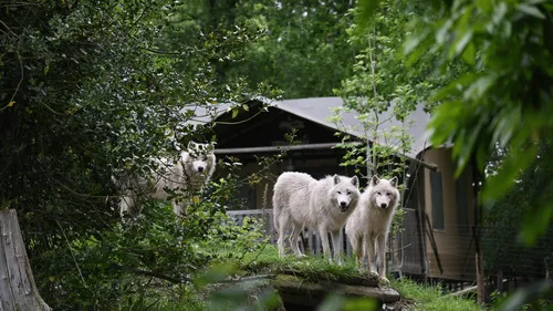 Gagnez votre séjour au Cerza Safari Lodge !