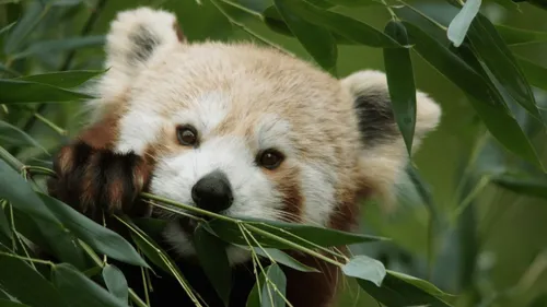 Gagnez votre pass famille pour le Zoo de Cerza !