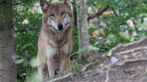 Le loup peut-il s’installer durablement en Seine-Maritime ?