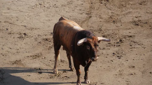 Féria de Céret 2025 : un évènement majeur du mois de Juillet dans...