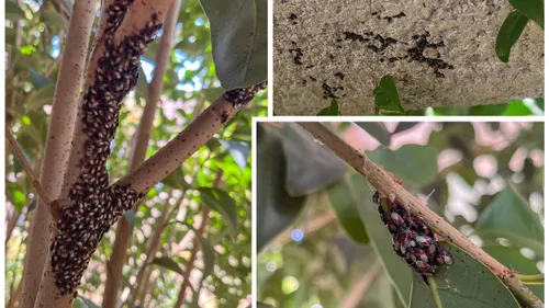 Pyrénées-Orientales : Que sont les Oxycarenidae, ces petits...