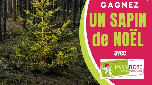 GAGNE TON SAPIN DE NOËL