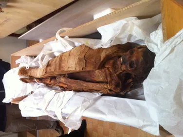 Un lifting pour les quatre momies du musée Déchelette à Roanne