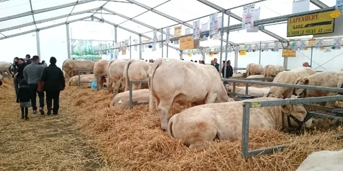 Fête du Charolais : Wauquiez veut « une agriculture forte »