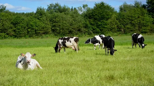 Une maladie bovine contagieuse (seulement pour les animaux) aux...