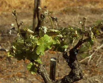 Le Département de la Loire vient en aide aux agriculteurs et aux...
