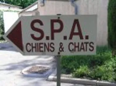 De plus en plus d'animaux abandonnés dans la Loire cet été