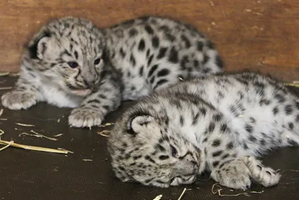 Venez découvrir les deux bébés panthères des neiges à...