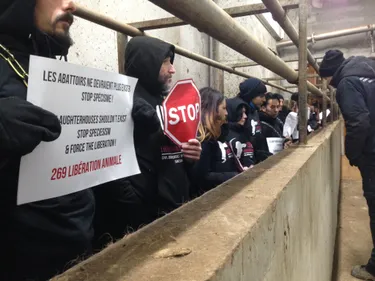 L’abattoir de Roanne bloqué ce lundi matin par des militants de la...