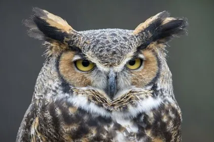 Ecopôle du Forez : une soirée à la découverte des rapaces nocturnes