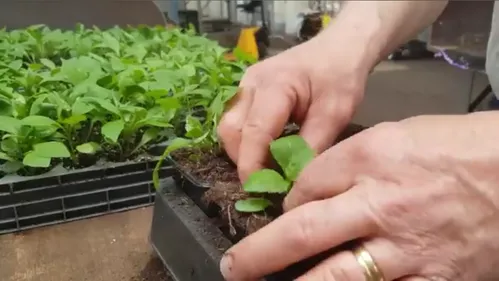 Les plantes à la fête ce week-end à Saint-Etienne !