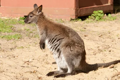 Le Wallaby de Saint-Martin-la-Plaine enfin récupéré