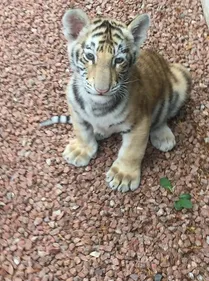 Insolite : un bébé tigre récupéré par les gendarmes à Villerest