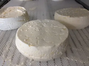 Haute-Loire : des fromages de vache au lait cru rappelés