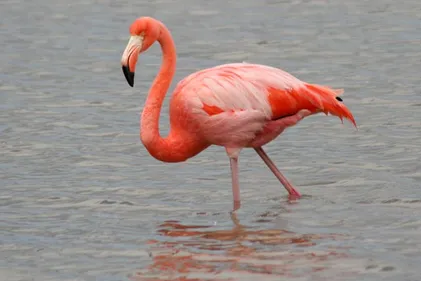 Un étudiant stéphanois veut réintroduire le Flamant des Caraïbes en...
