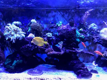 Le Cercle Aquariophile de Saint-Etienne lance un appel aux bénévoles