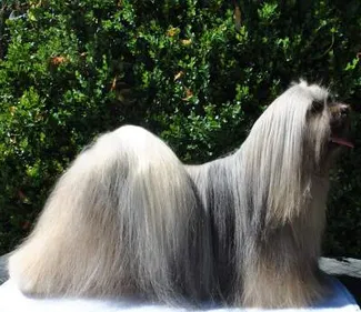 Salon de l’Agriculture : un élevage canin ligérien en compétition