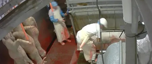 Bien-être animal : de nouvelles images choc provenant d'un abattoir...