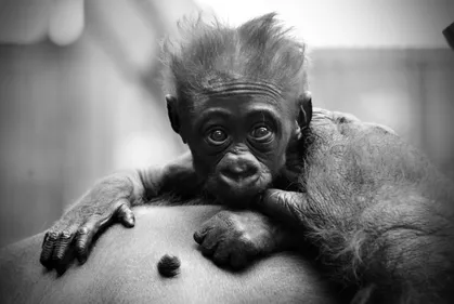 Le zoo de Saint-Martin-la-Plaine perd son bébé gorille