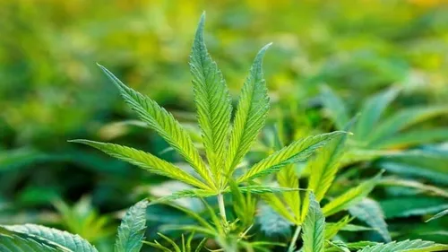 175 plantations de cannabis saisies dans la Loire au cours de l'été