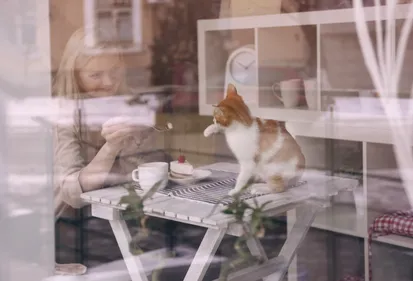 Saint-Etienne : le premier bar à chats va ouvrir ses portes en...