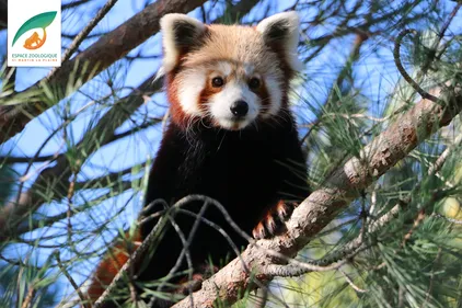 Avis de recherche : un panda roux s'est échappé du zoo de...