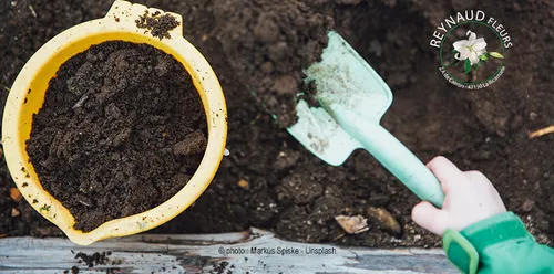 Confinement : c'est le bon moment pour planter les salades !