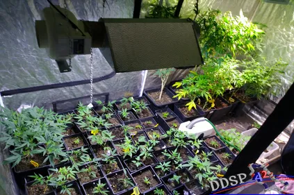 Roannais : une centaine de plans de cannabis découvert, 2 hommes...