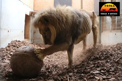 Le Zoo de Saint-Martin-la-Plaine recueille Jon, ce lion meurtri...