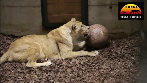 Les quatre lions recueillis par Tonga Terre d'Accueil transférés en...