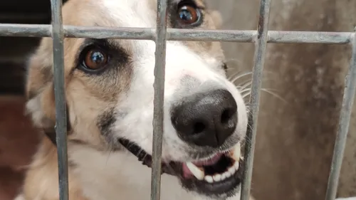 La SPA de Saint-Etienne lance un appel aux dons et aux adoptions