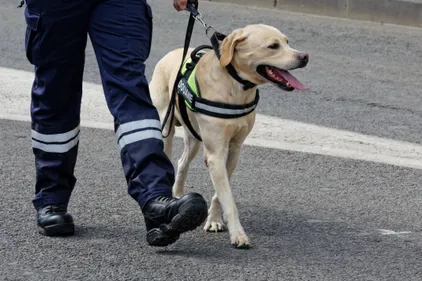 Opération des douaniers de Saint-Etienne : 37 000 contrefaçons...
