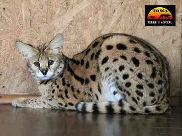 Saint-Martin-la-Plaine : Une femelle serval de deux ans recueillie