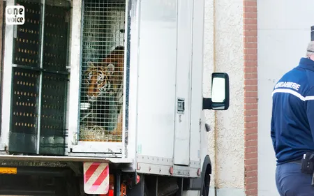 Maltraitance : 10 tigres accueillis au Zoo de Saint-Martin-la-Plaine