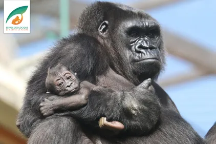 La cagnotte pour le zoo de Saint-Martin-la-Plaine dépasse les 13...