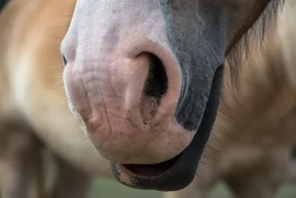 Saint-Jean-Bonnefonds : un cheval mutilé, une enquête est ouverte