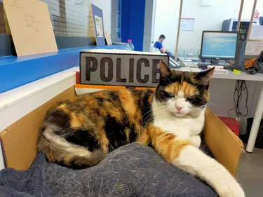 Les poissons d'avril dans la Loire