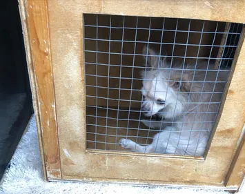 Près de 90 animaux saisis à Saint-Paul-en-Jarez