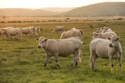 Loire : un troupeau de vaches sur la D1089