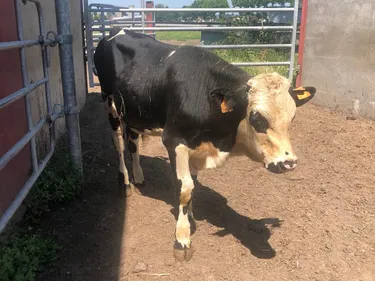 Feurs : le taurillon qui s'est échappé de l'abattoir, a rejoint la...