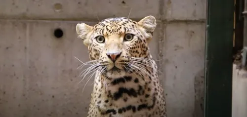 Saint-Martin-la-Plaine : Trois panthères recueillies par Tonga...