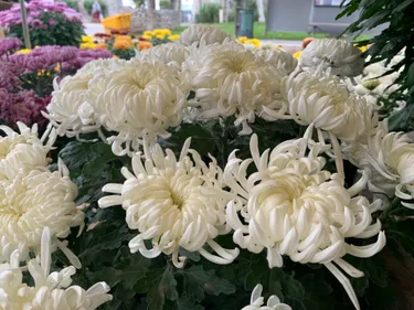 Pomponnette, chrysanthèmes ou compositions, quelles fleurs choisir...