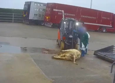 Maltraitance animale : nouvelle vidéo de L214, une enquête ouverte