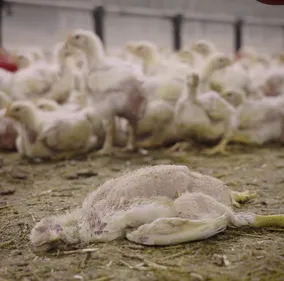 Maltraitance animale : semaine d'action pour L214