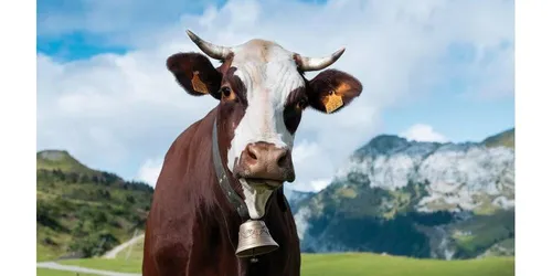 Une vache de la région Auvergne-Rhône-Alpes comme égérie du Salon...