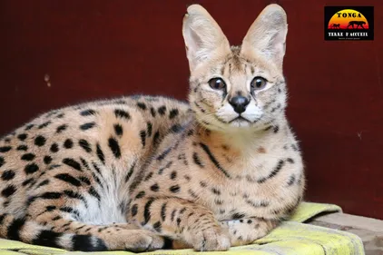Saint-Martin-la-Plaine : 2 servals recueillis par Tonga Terre...