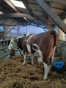 Comice de Feurs : coup d'envoi de la 138ème édition de la foire...