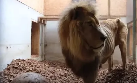 Tonga Terre d'accueil endeuillé après la mort de Jon le lion