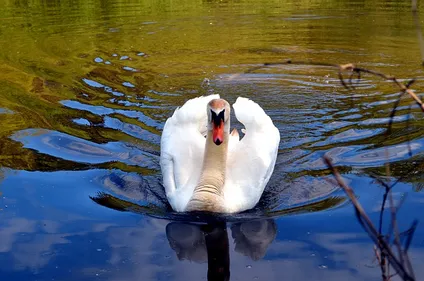 Un nouveau cas de grippe aviaire découvert dans le Forez